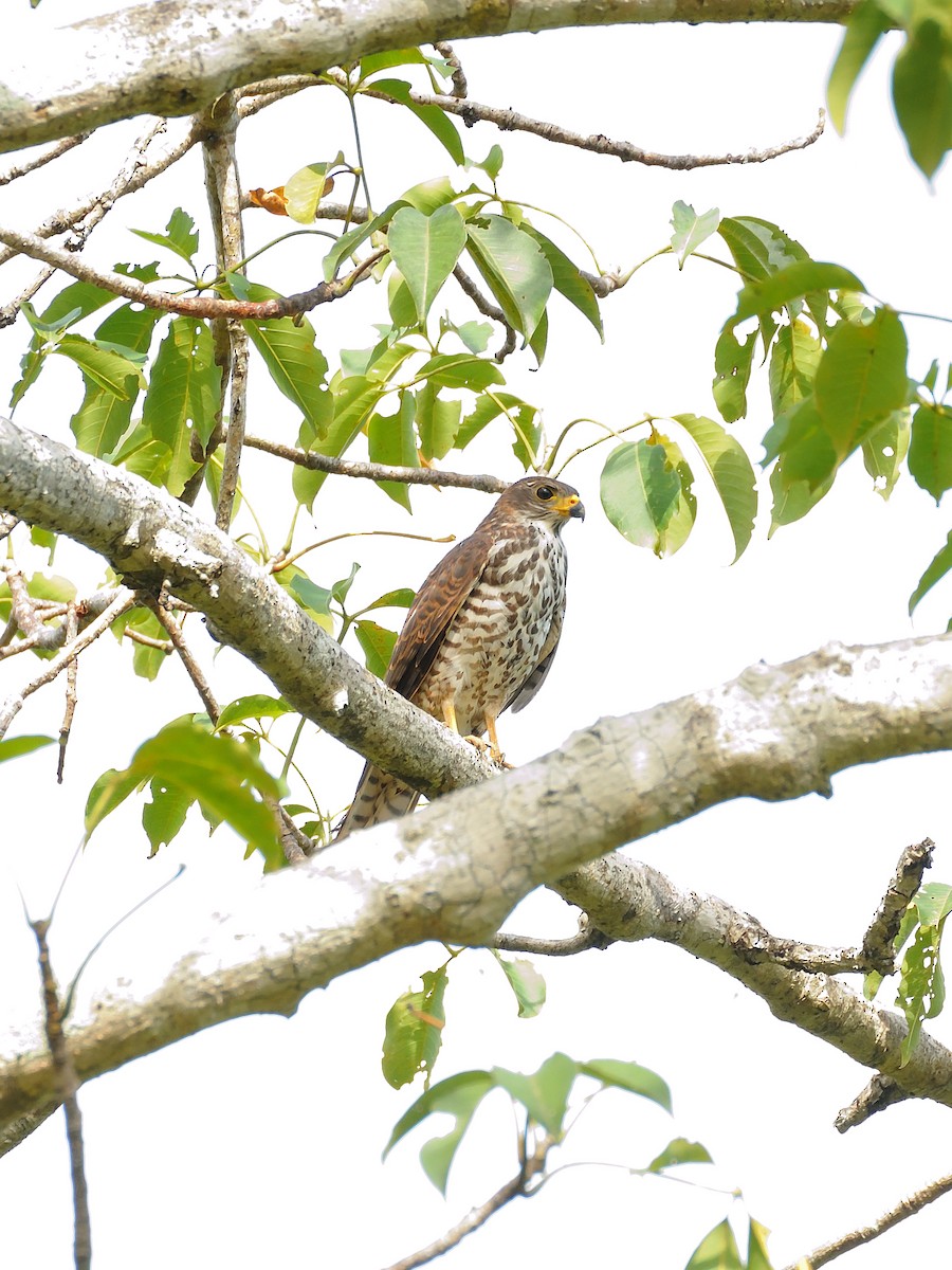 Variable Goshawk - ML642314881
