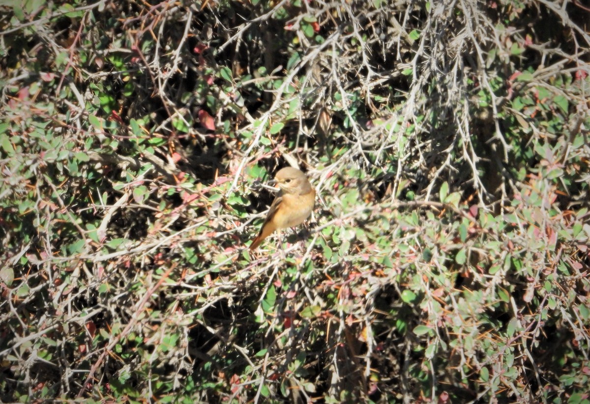 Common Redstart - ML642314883
