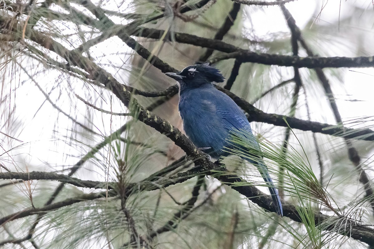 Steller's Jay (Middle American) - ML642314887