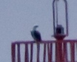 Osprey (Caribbean) - ML642314892