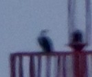 Osprey (Caribbean) - ML642314894