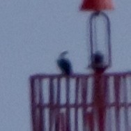 Osprey (Caribbean) - ML642314895