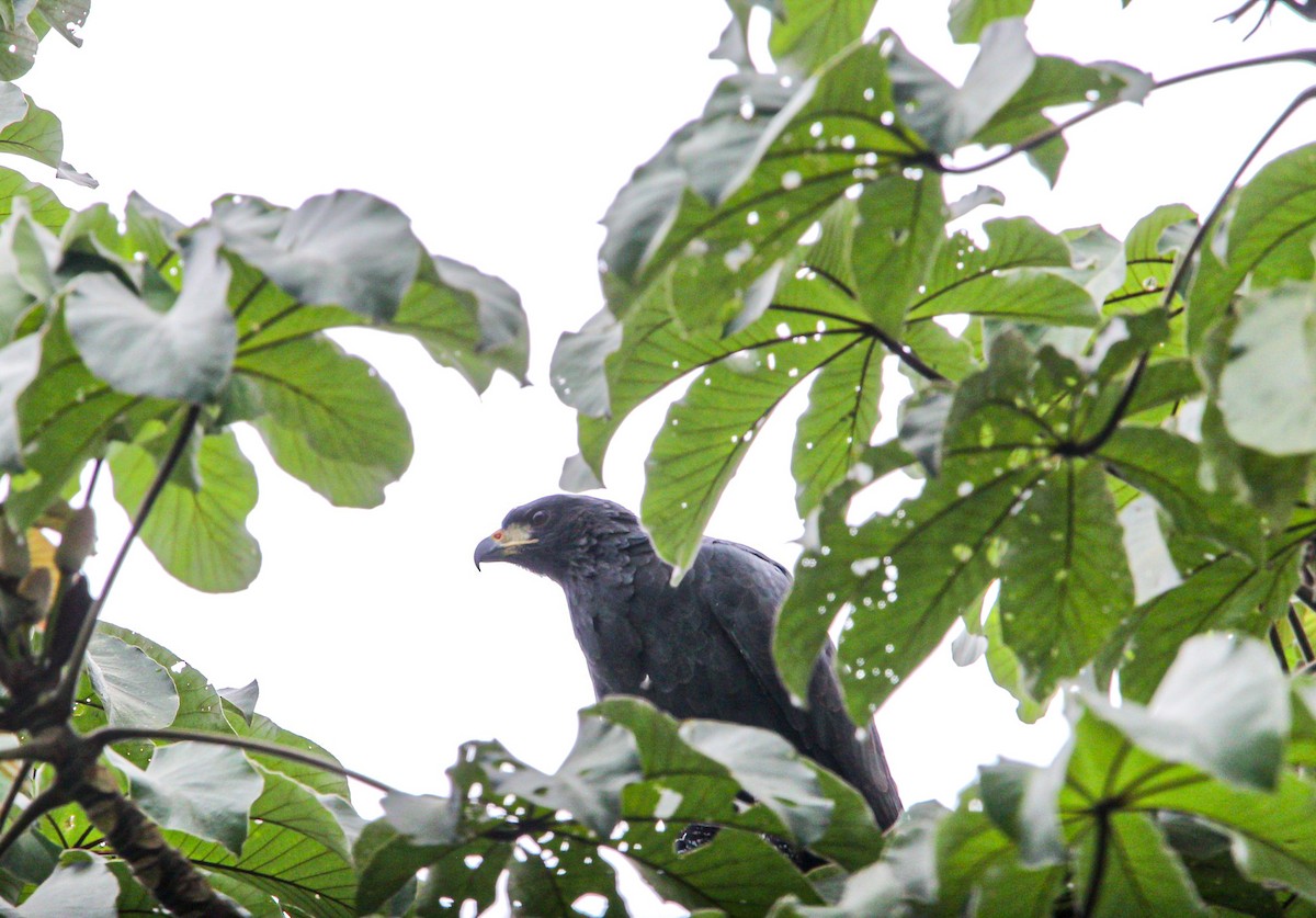 Great Black Hawk - ML642314901