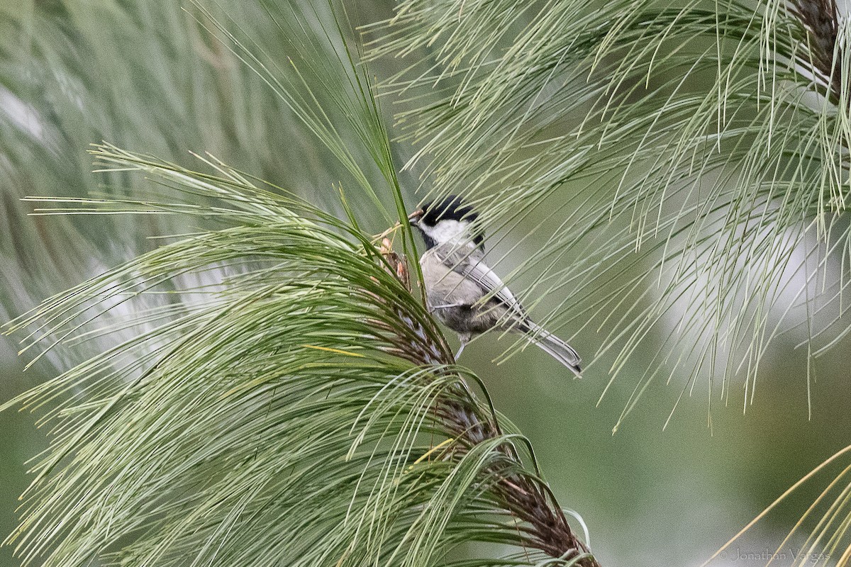 Mexican Chickadee - ML642314907