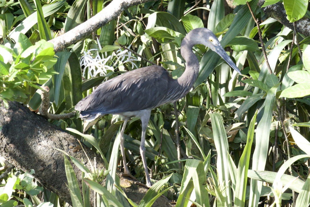 Great-billed Heron - ML642314910