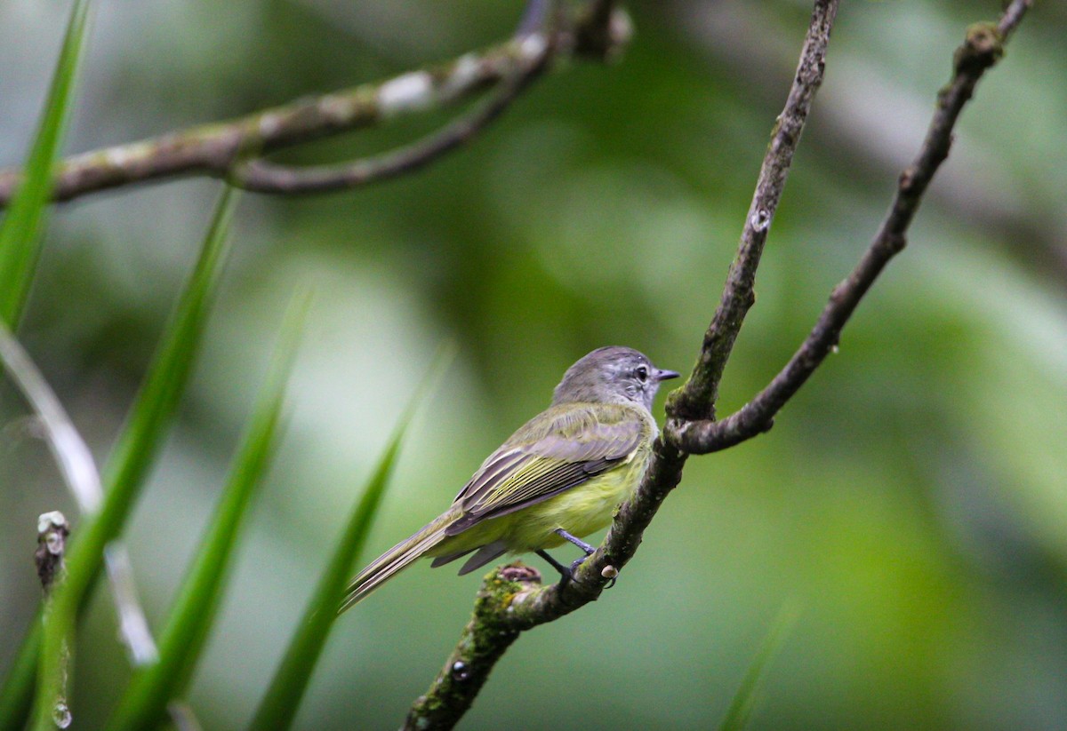 Greenish Elaenia - ML642314930