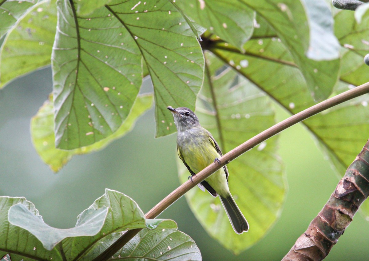 Greenish Elaenia - ML642314931