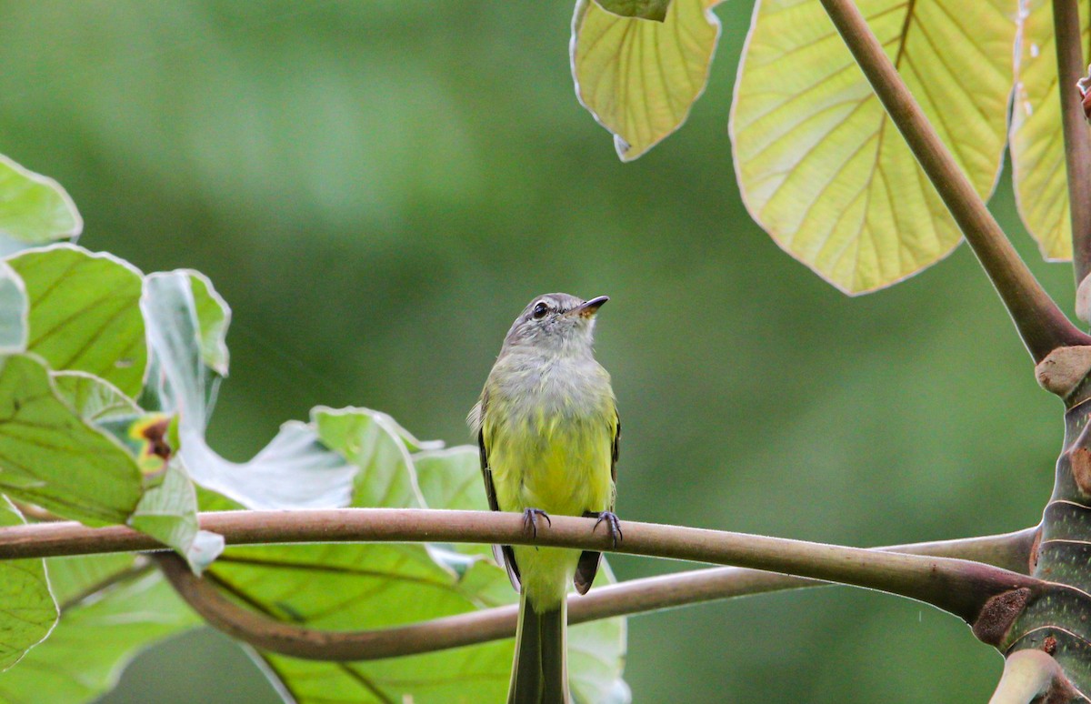 Greenish Elaenia - ML642314932
