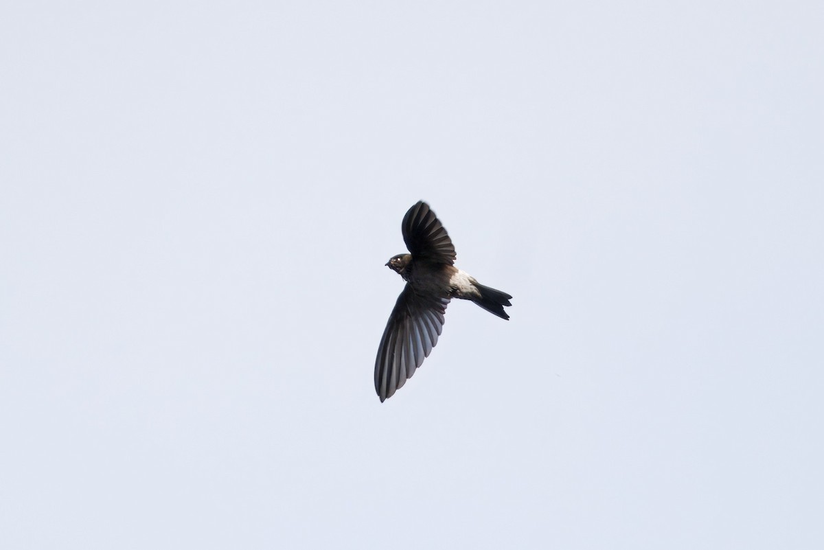Australian Swiftlet - ML642314934