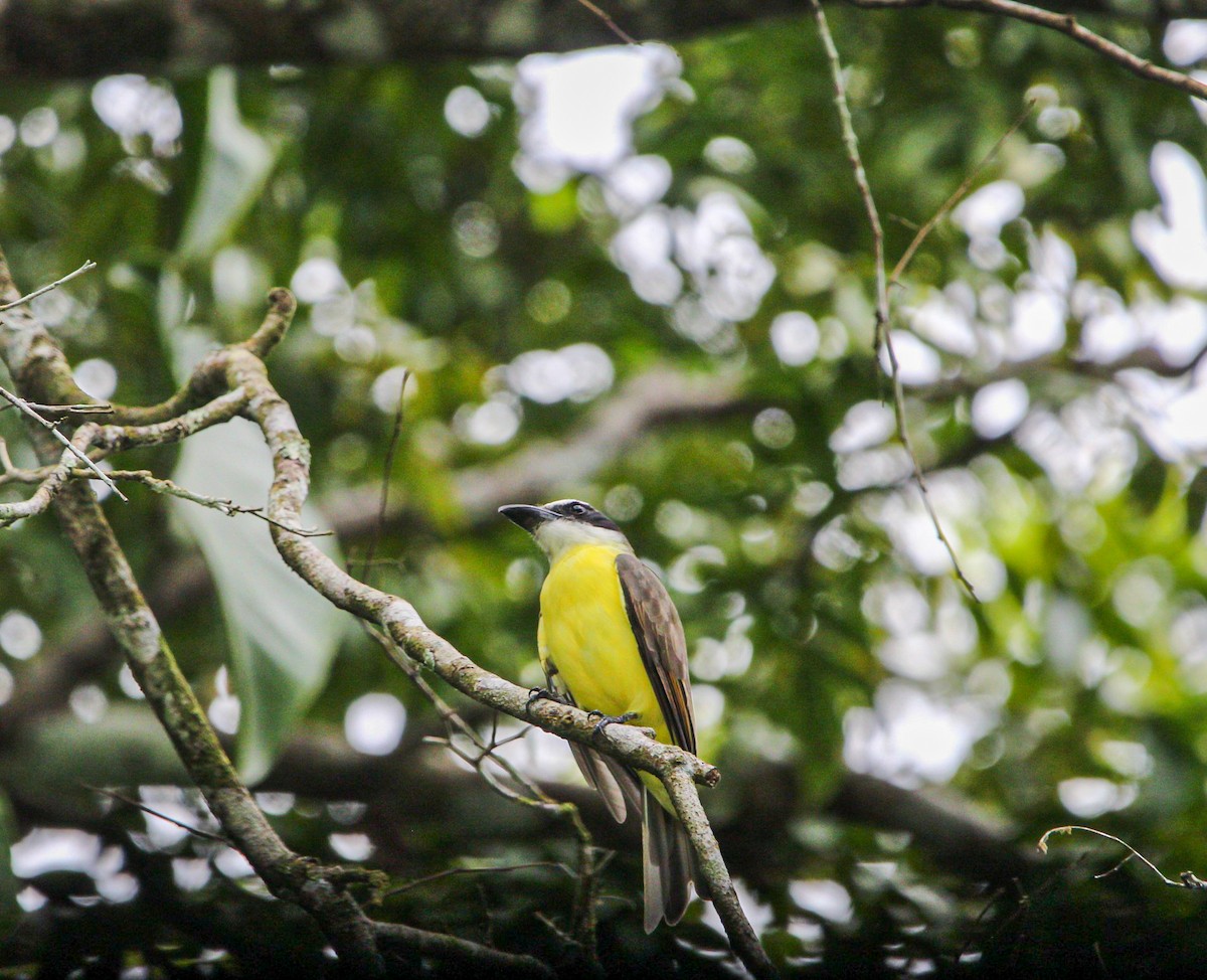 Boat-billed Flycatcher - ML642314938
