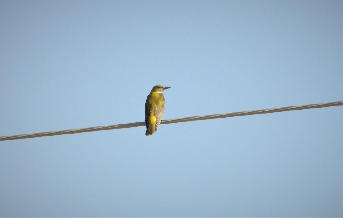 Eurasian Golden Oriole - ML642314944