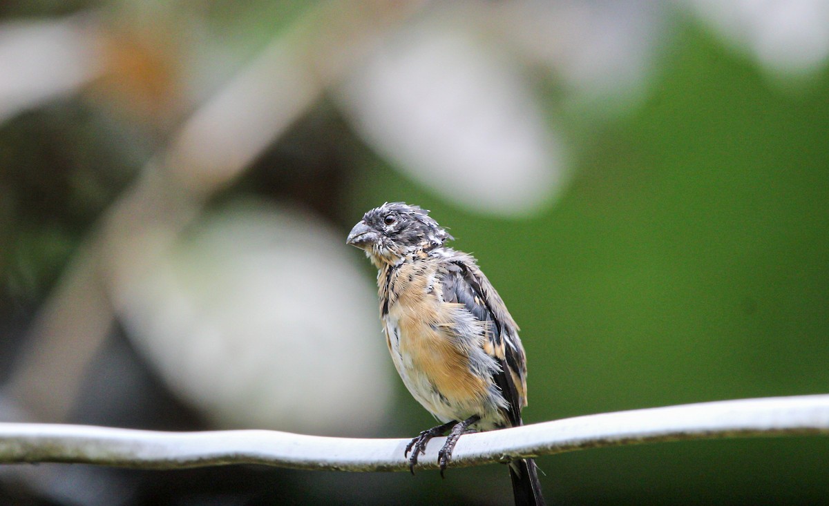 Morelet's Seedeater - ML642314950