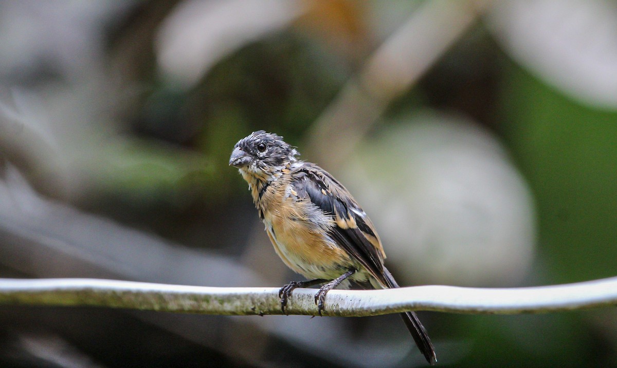 Morelet's Seedeater - ML642314951