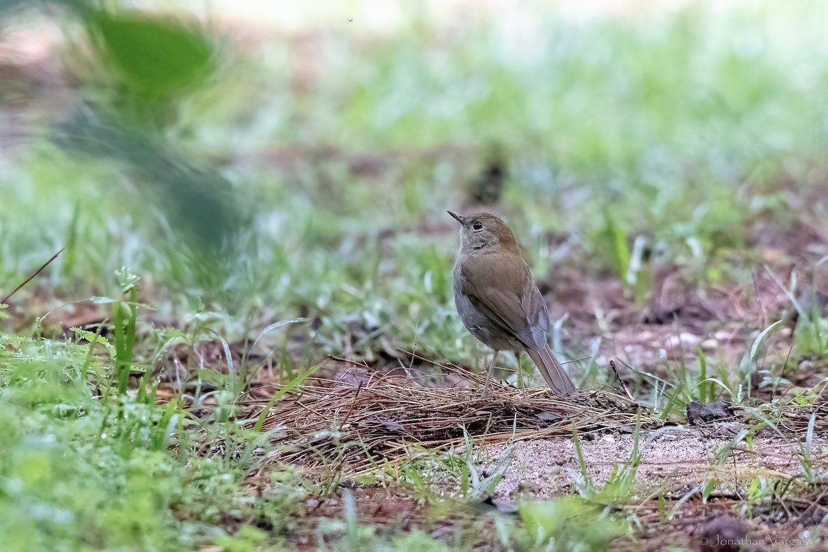 Russet Nightingale-Thrush - ML642314958