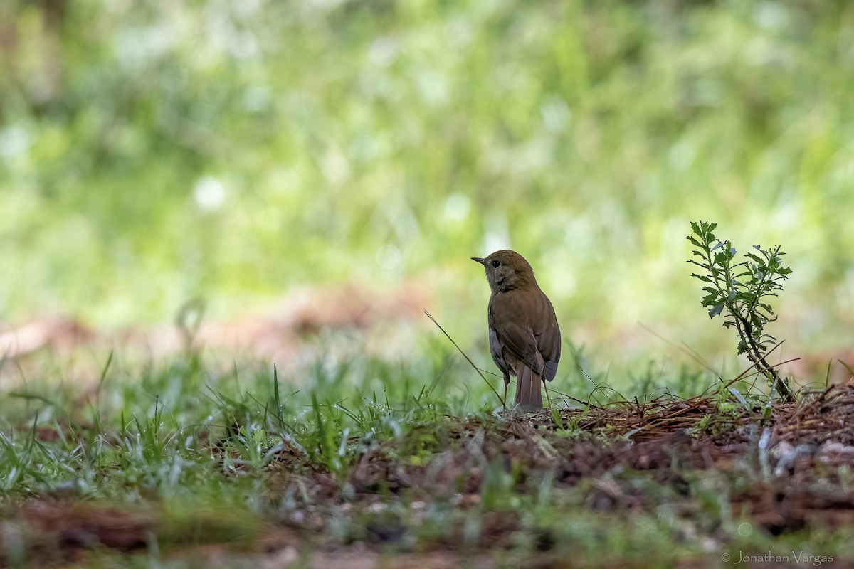 Russet Nightingale-Thrush - ML642314959