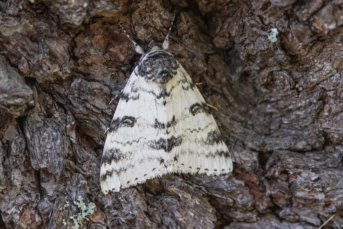 White Underwing - ML642314963