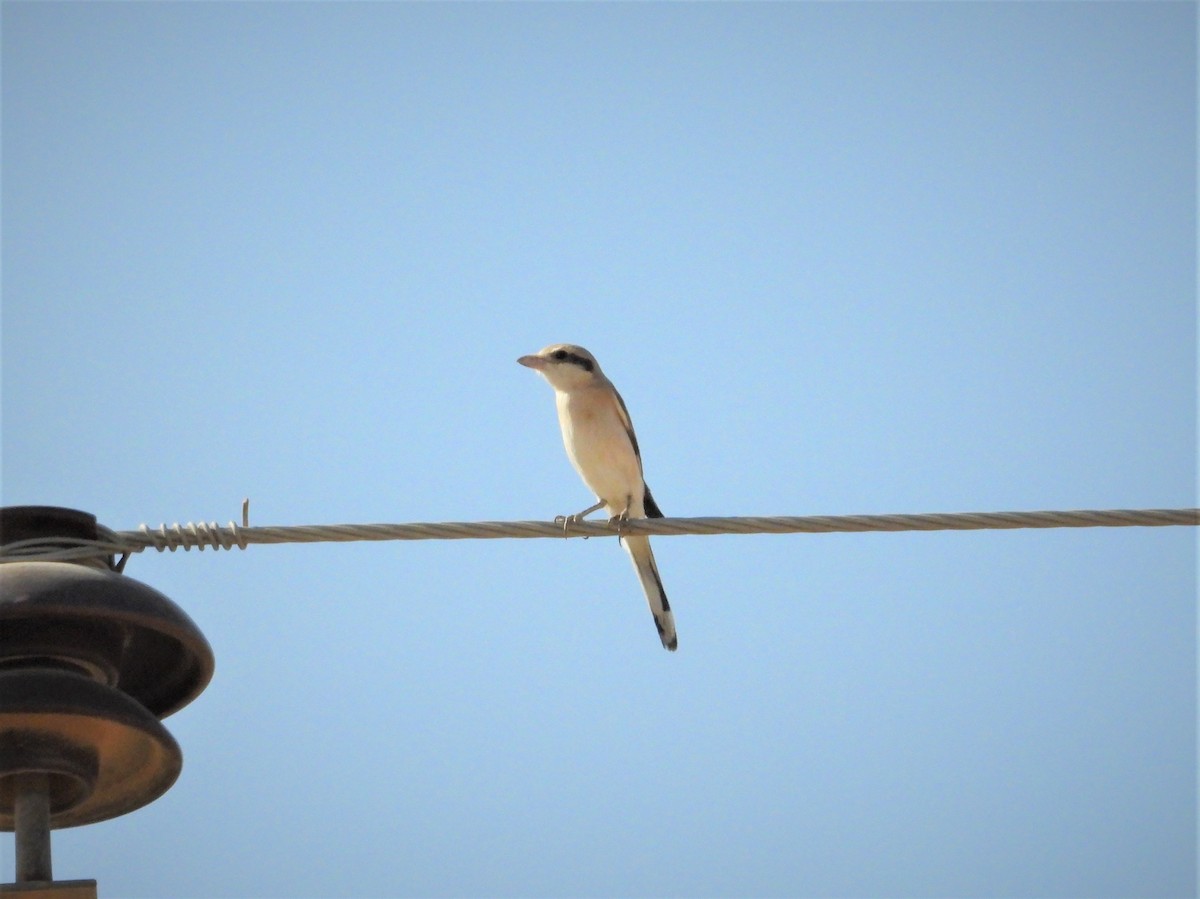 Great Gray Shrike - ML642314973