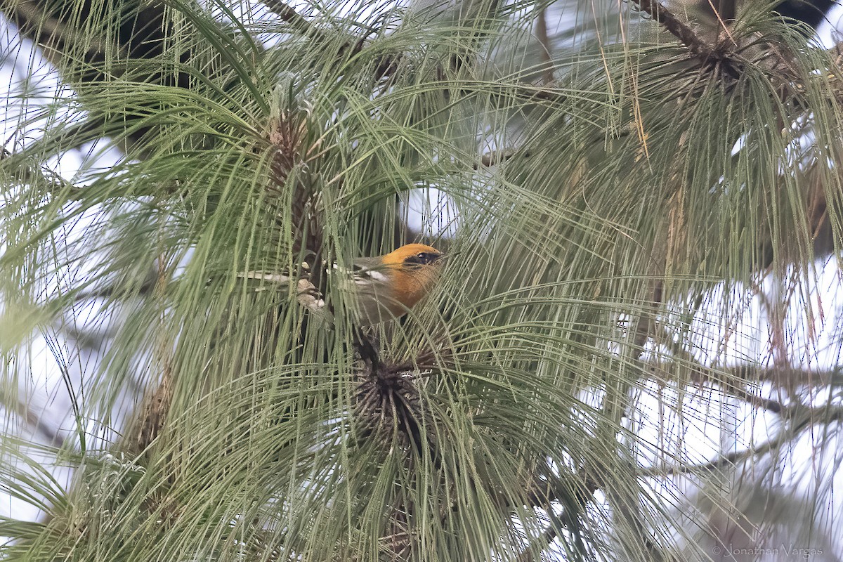 Olive Warbler - ML642314974