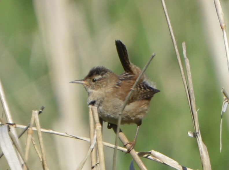 Marsh Wren - ML642314975