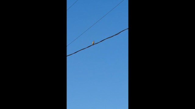 Dickcissel - ML642314977
