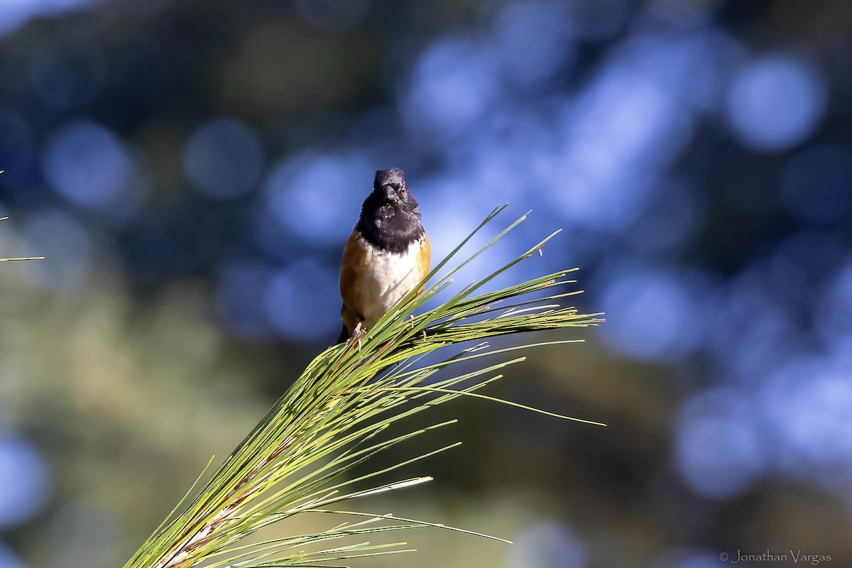 Spotted Towhee (Olive-backed) - ML642314984
