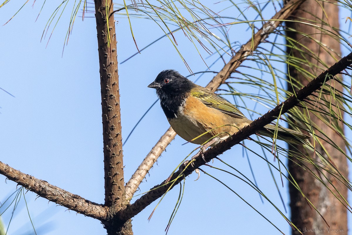 Spotted Towhee (Olive-backed) - ML642314985