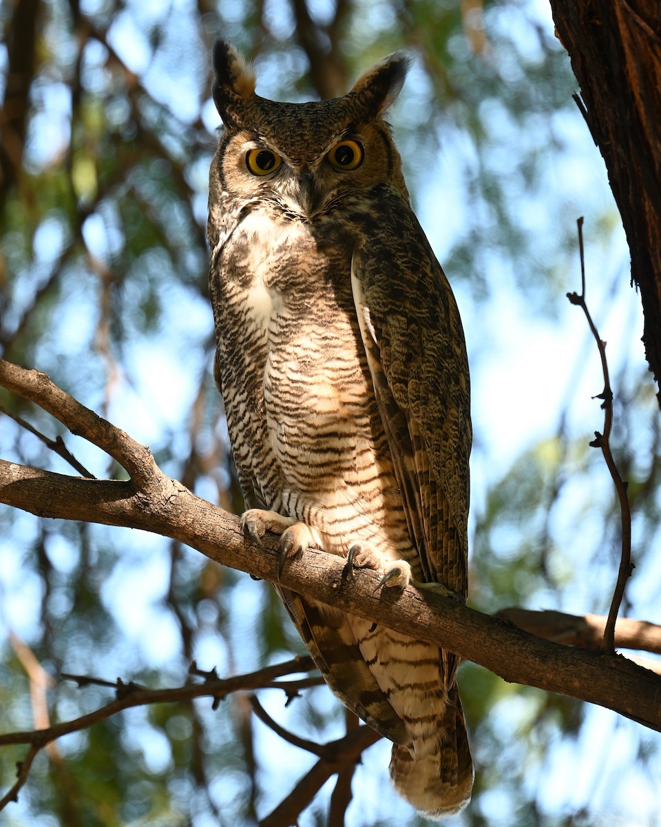 Great Horned Owl - ML642314986