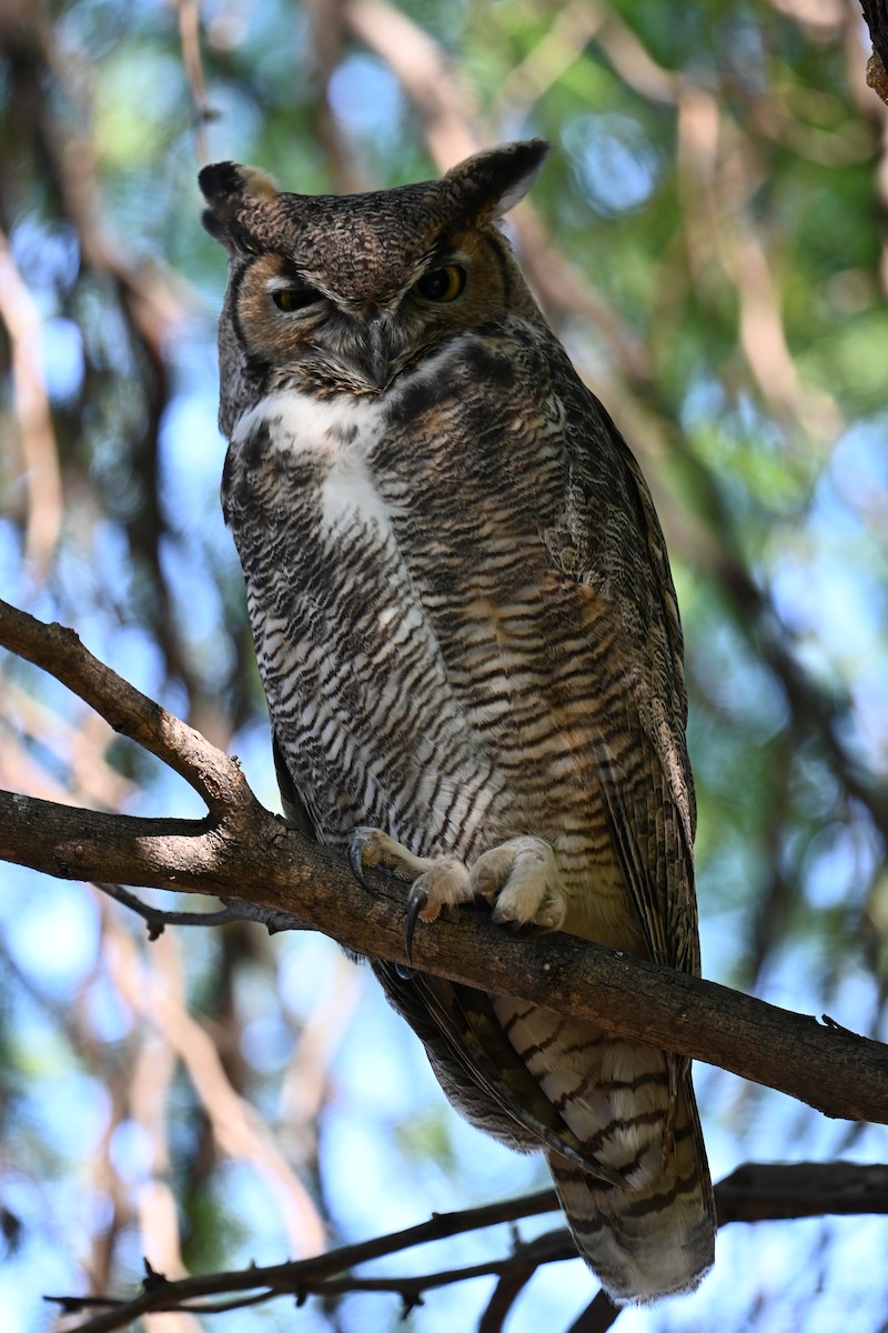 Great Horned Owl - ML642314994