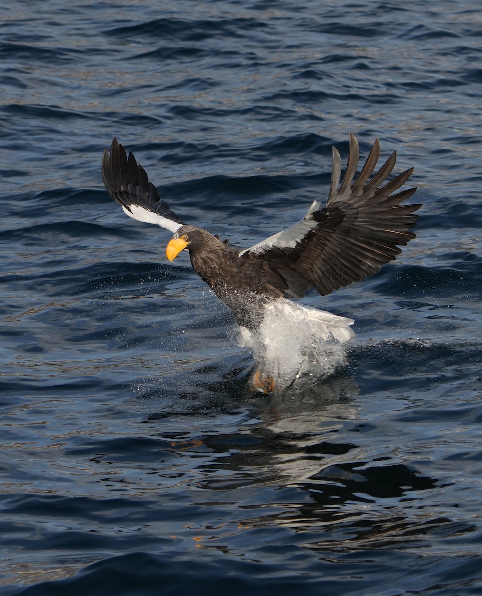 Steller's Sea-Eagle - ML642315011