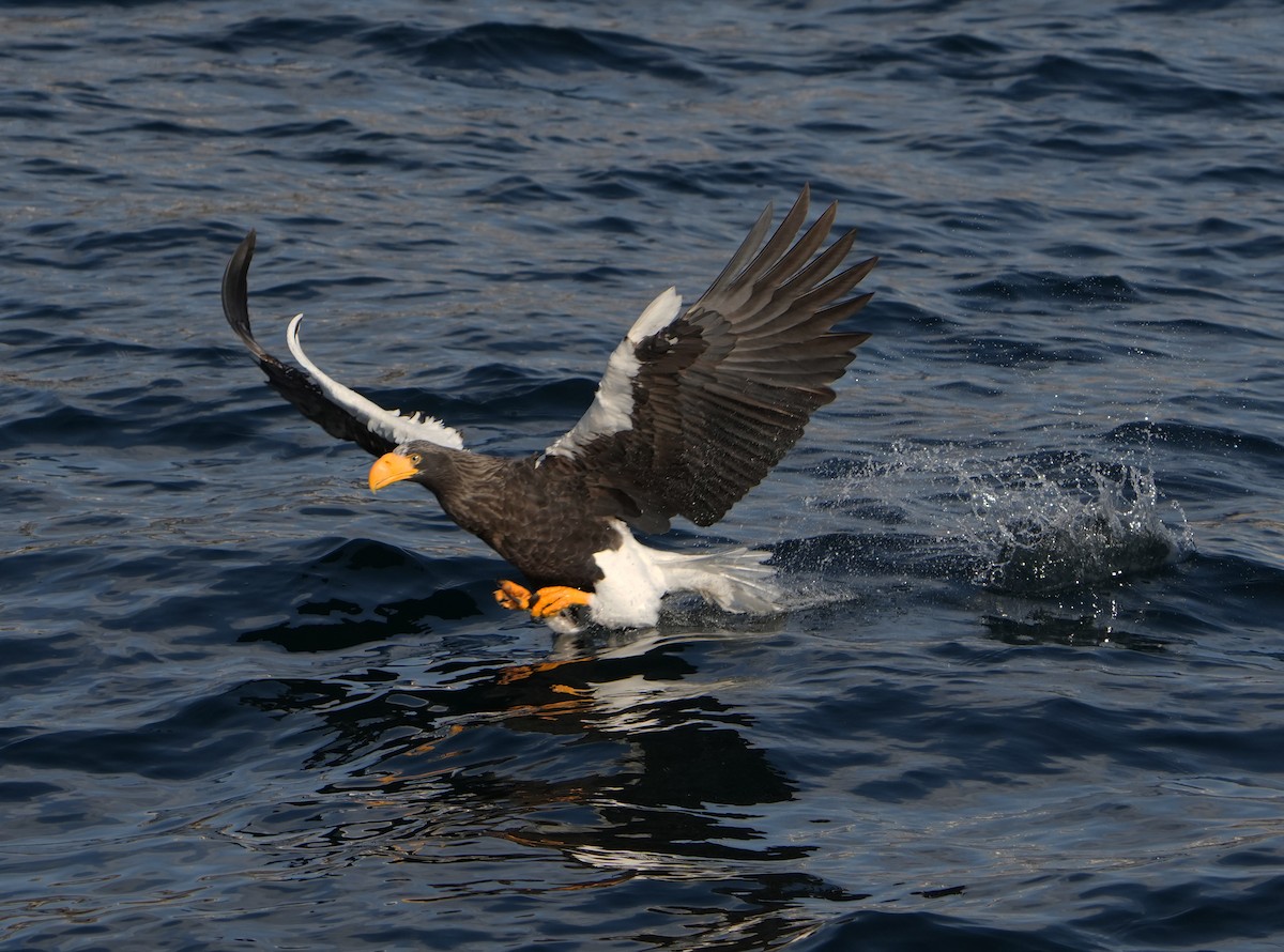 Steller's Sea-Eagle - ML642315012