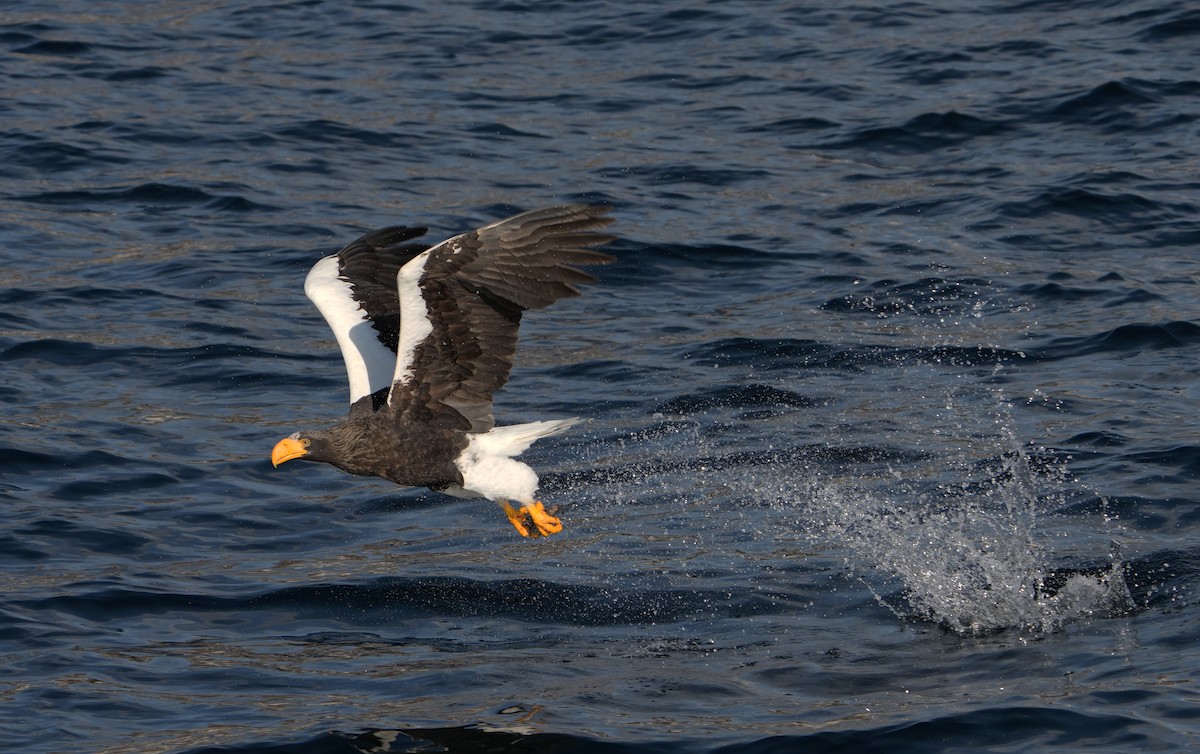 Steller's Sea-Eagle - ML642315013