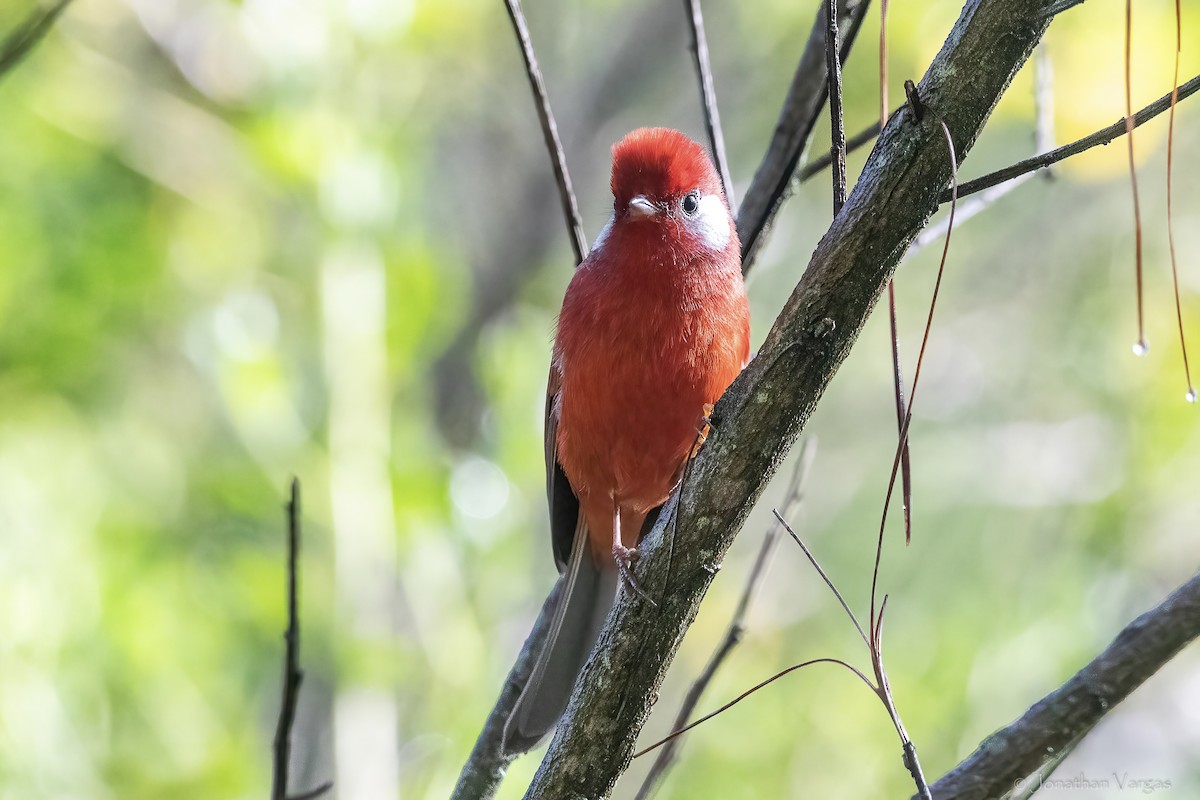 Red Warbler (White-cheeked) - ML642315014