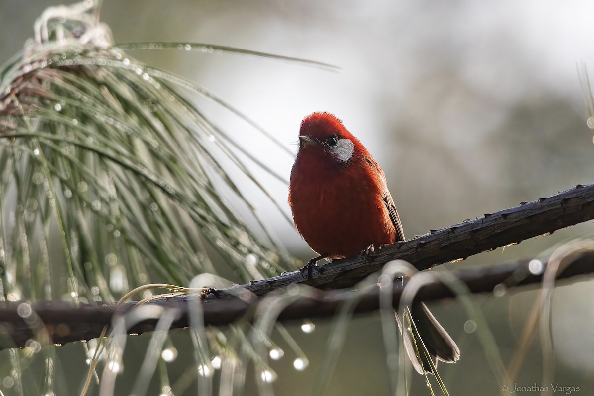 Red Warbler (White-cheeked) - ML642315015