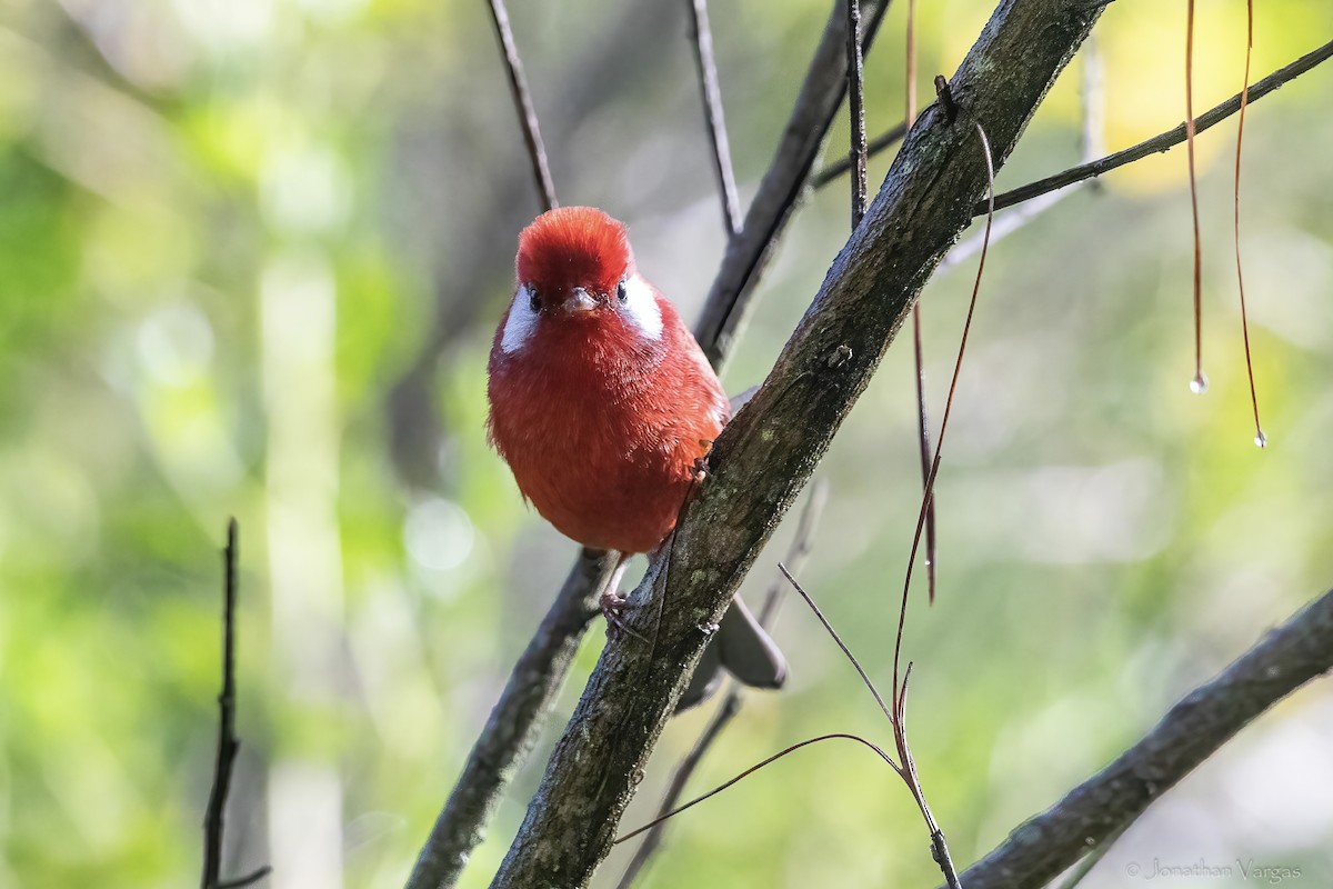 Red Warbler (White-cheeked) - ML642315016