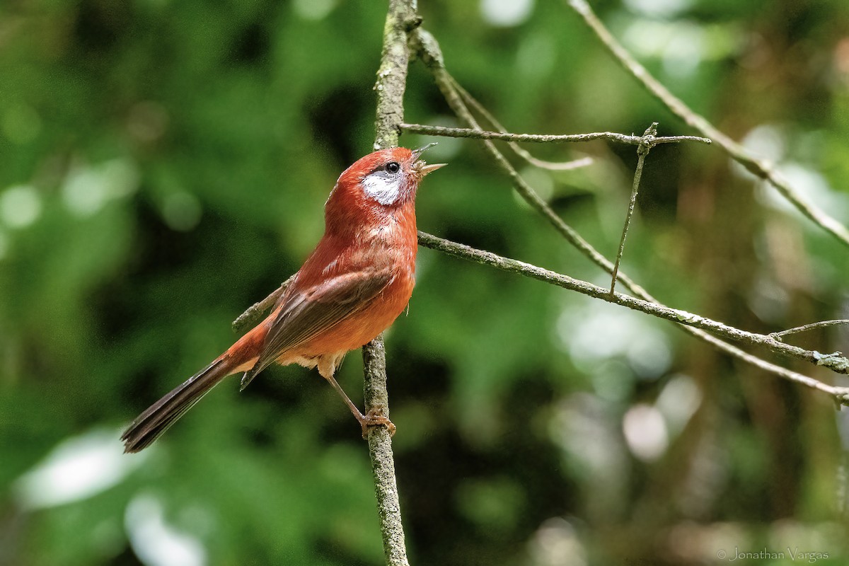 Red Warbler (White-cheeked) - ML642315017