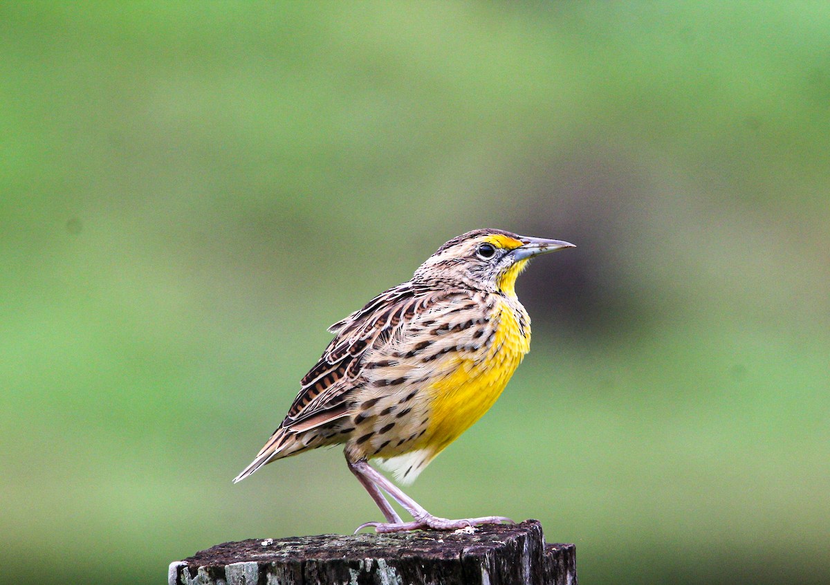Eastern Meadowlark - ML642315018