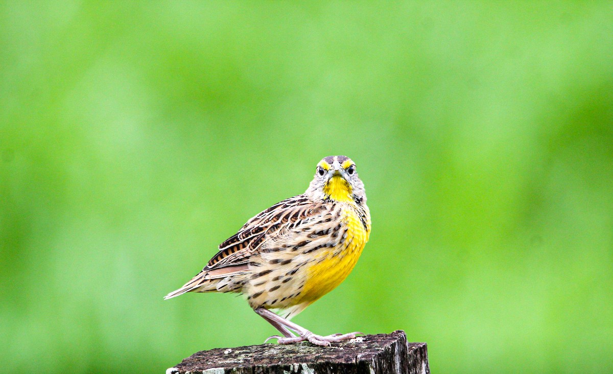 Eastern Meadowlark - ML642315019