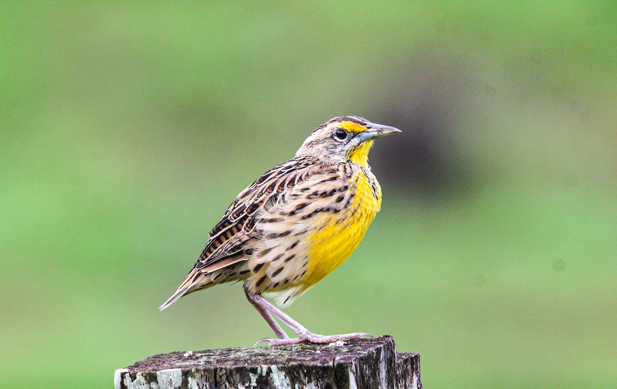 Eastern Meadowlark - ML642315020