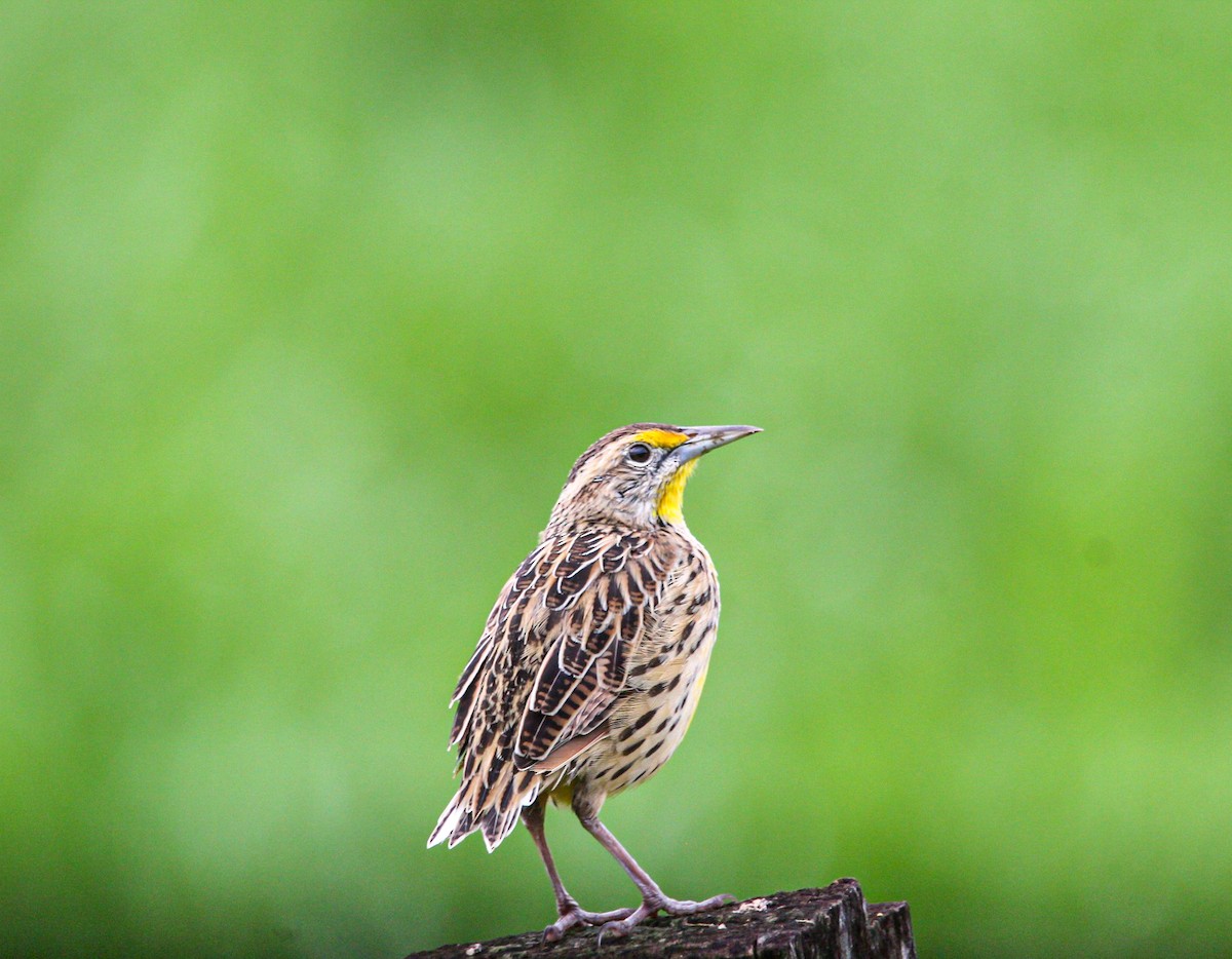 Eastern Meadowlark - ML642315022