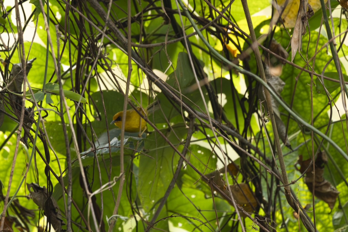 Golden Babbler - ML642315023