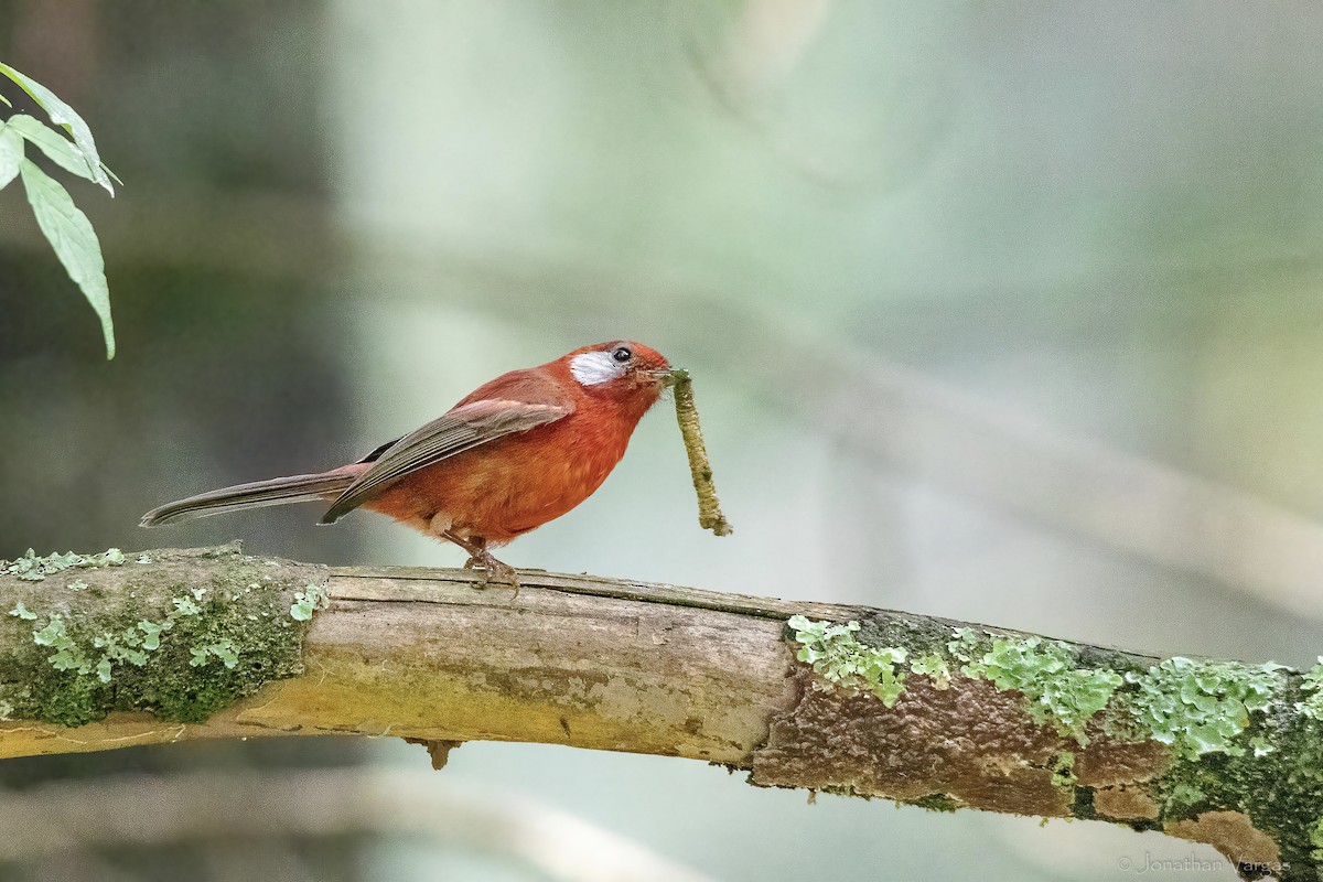 Red Warbler (White-cheeked) - ML642315024