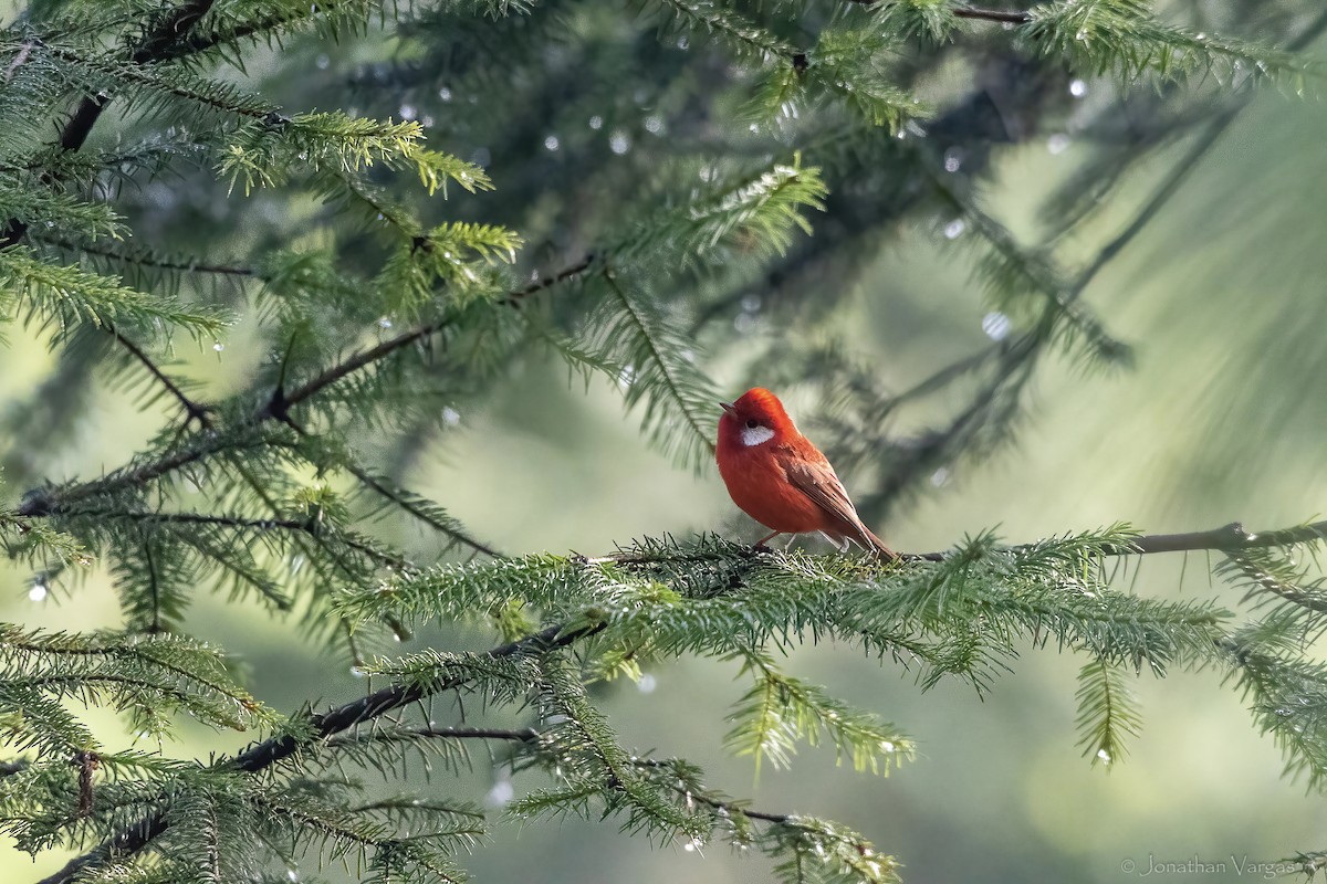 Red Warbler (White-cheeked) - ML642315025