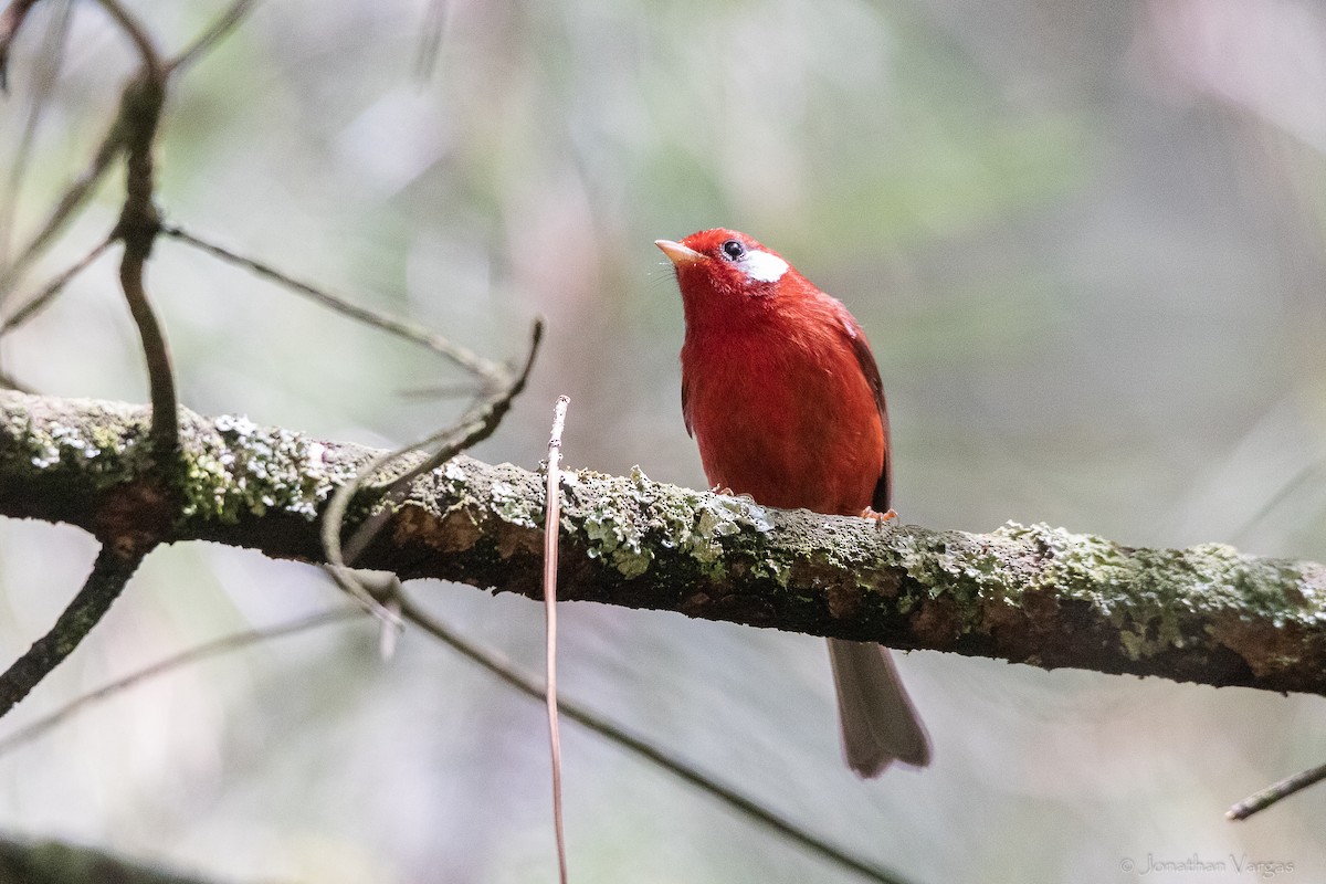 Red Warbler (White-cheeked) - ML642315026