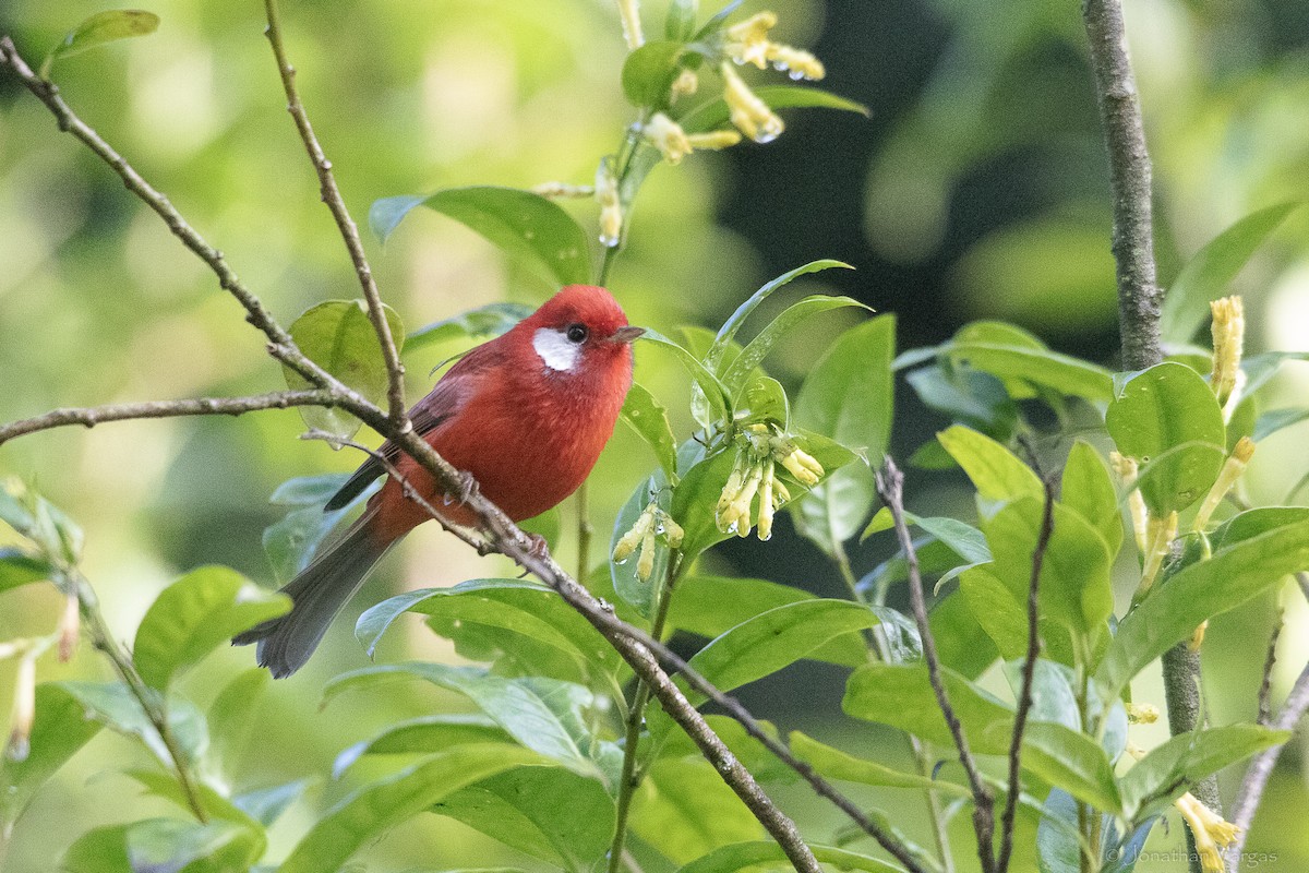 Red Warbler (White-cheeked) - ML642315027