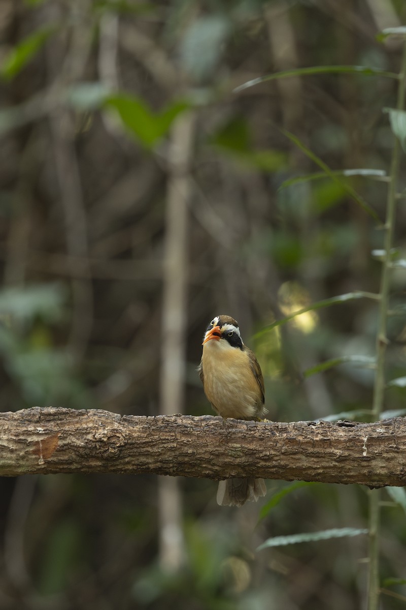Brown-crowned Scimitar-Babbler - ML642315028