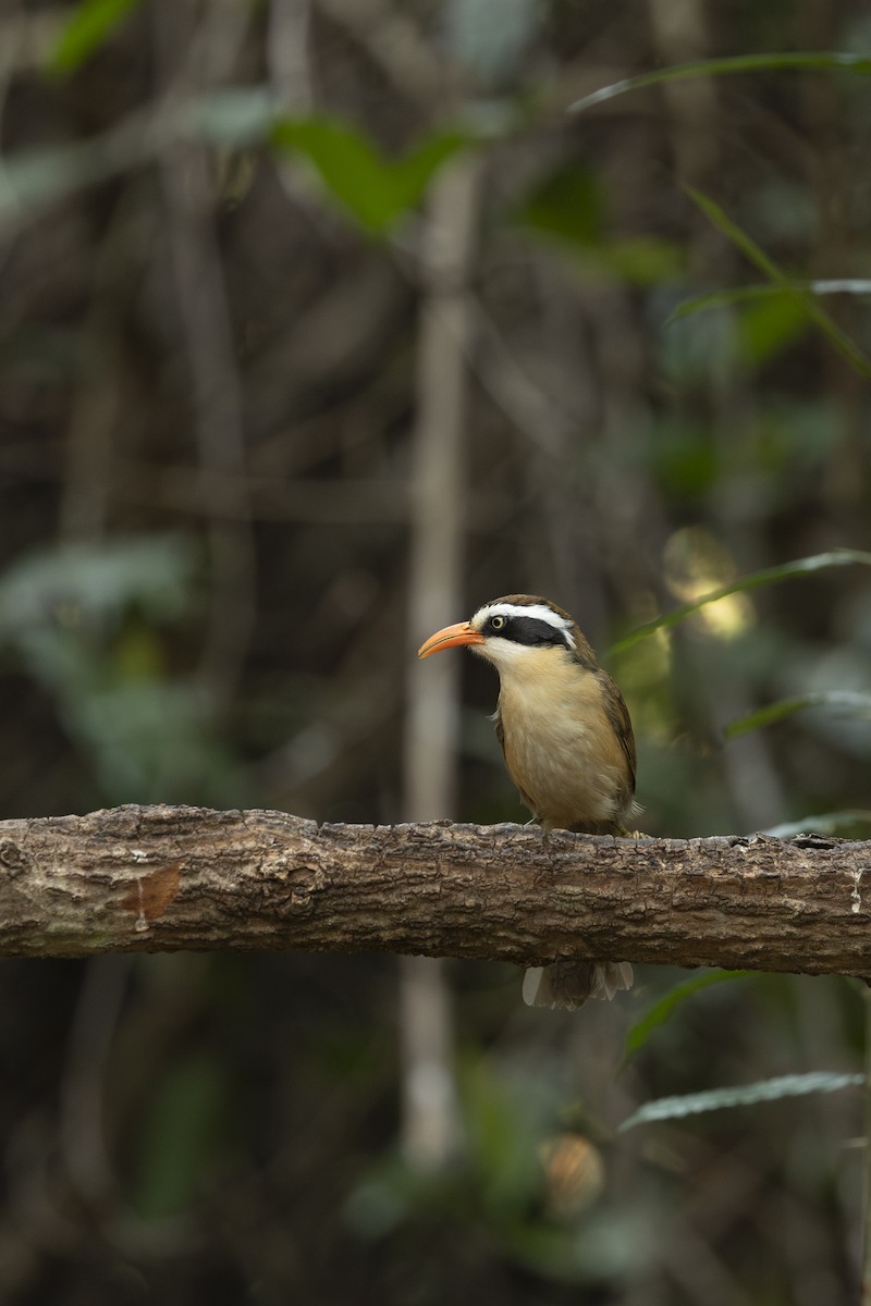 Brown-crowned Scimitar-Babbler - ML642315029