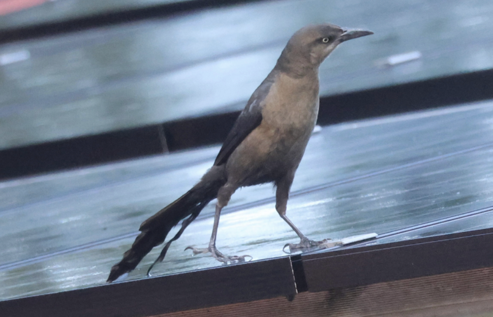 Great-tailed Grackle - ML642315031