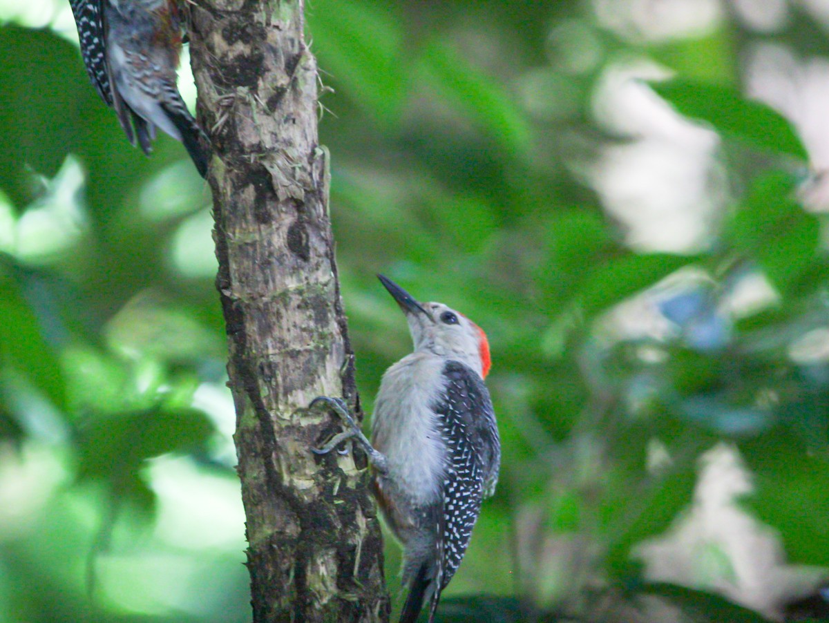 Golden-fronted Woodpecker - ML642315032