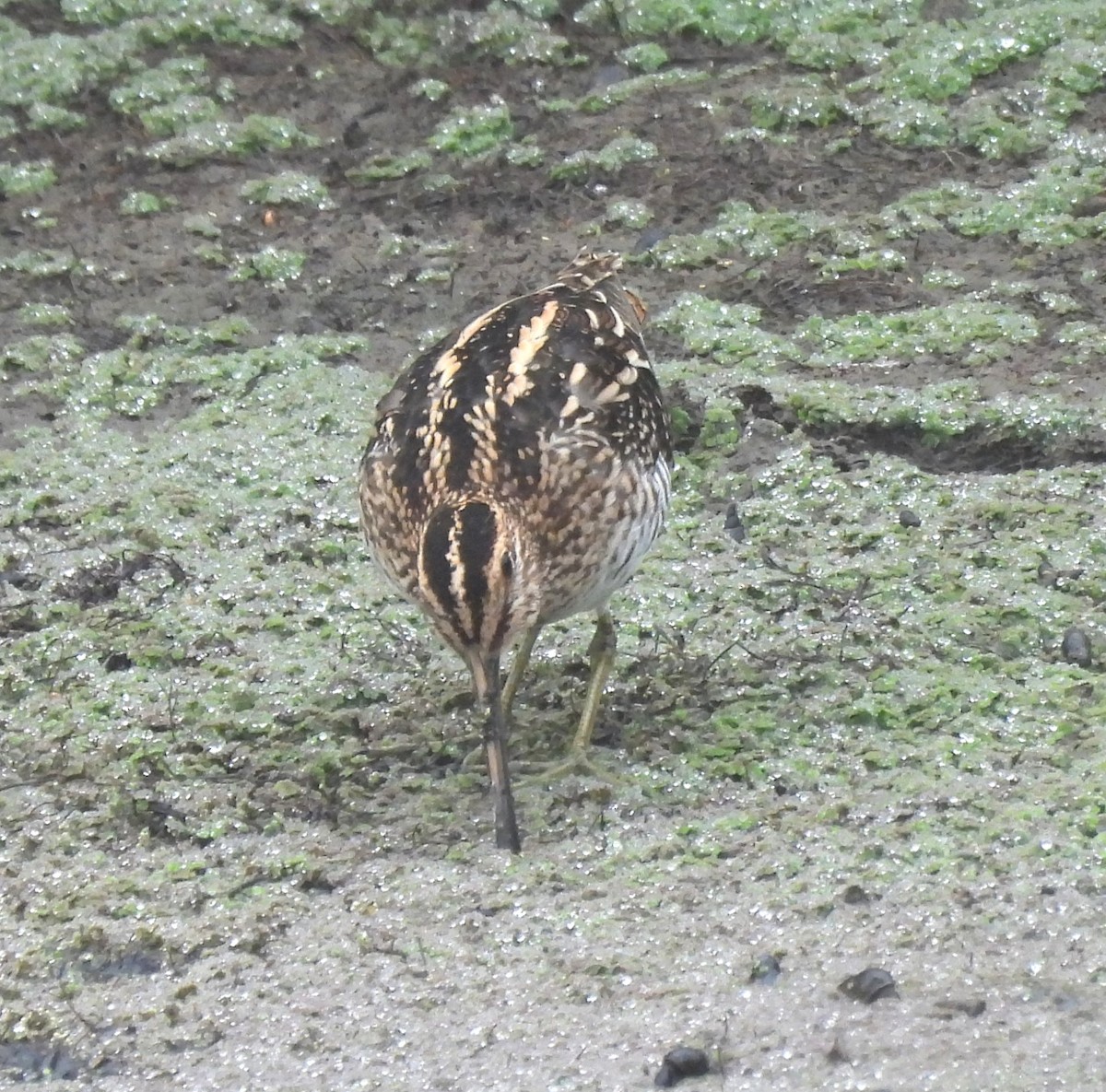 Wilson's Snipe - ML642315033