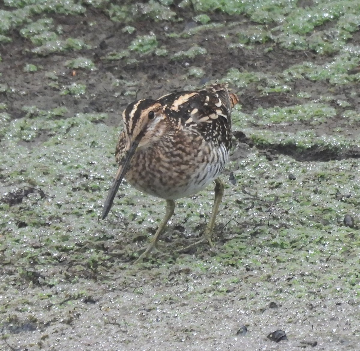 Wilson's Snipe - ML642315034